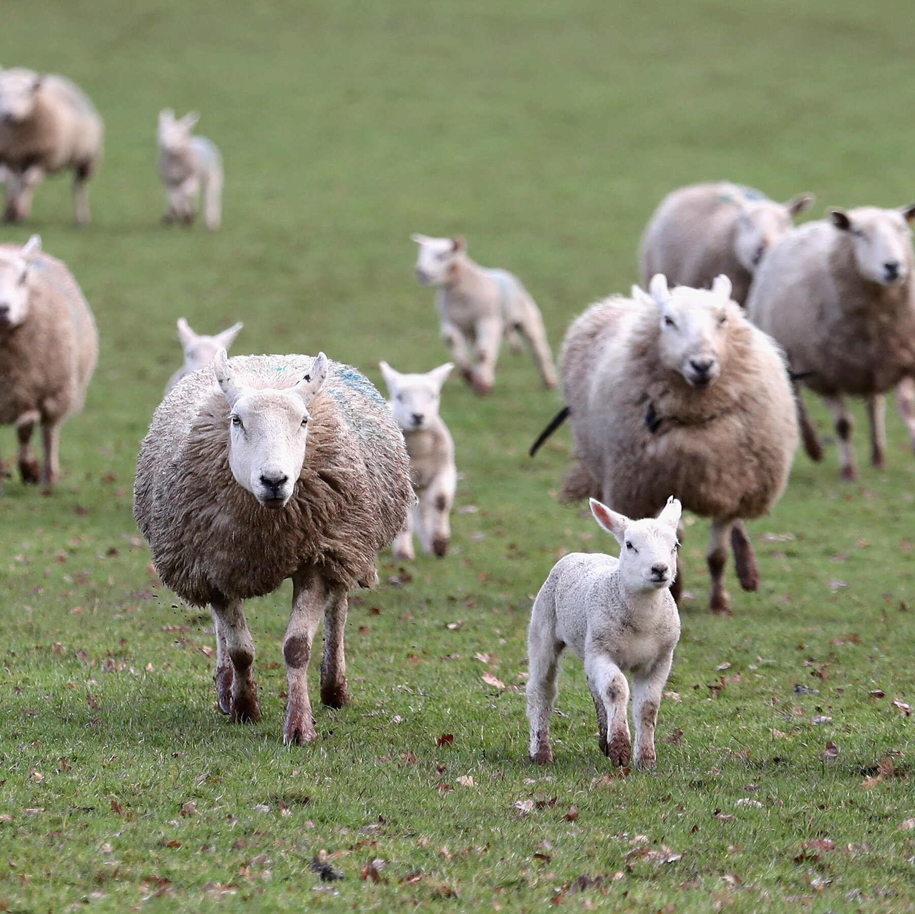 female sheep crossword clue