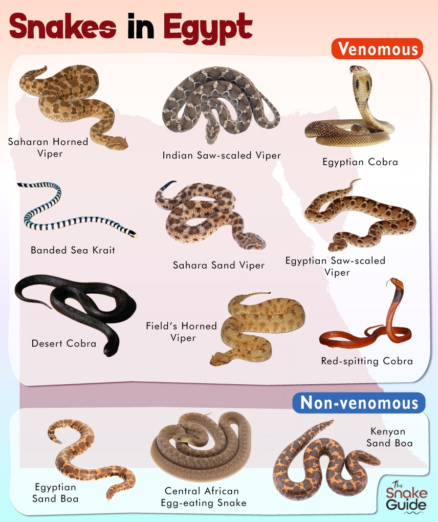 Venomous Snake From Egypt 3 Letters Letters Venomous Snake From Egypt 3 Letters Letters