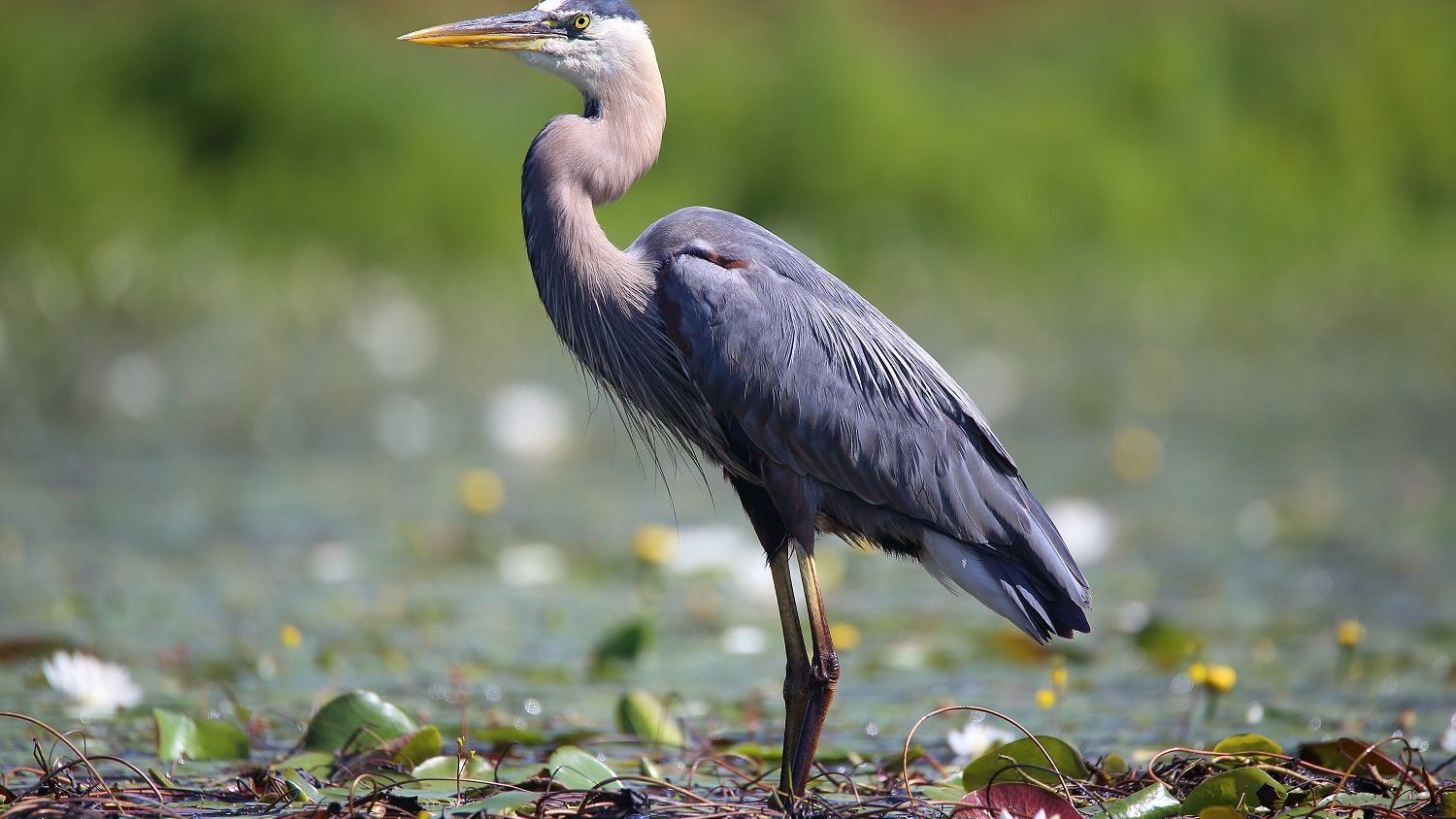 wading birds crossword clue wading birds crossword clue