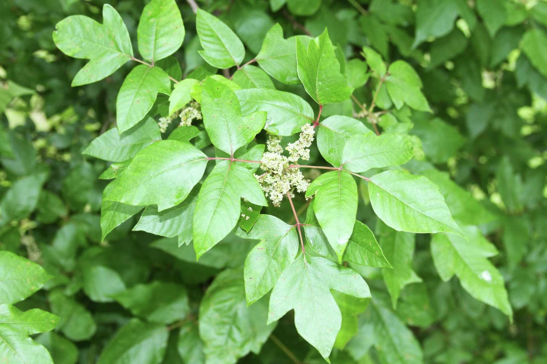 Watch Out For Poison Ivy