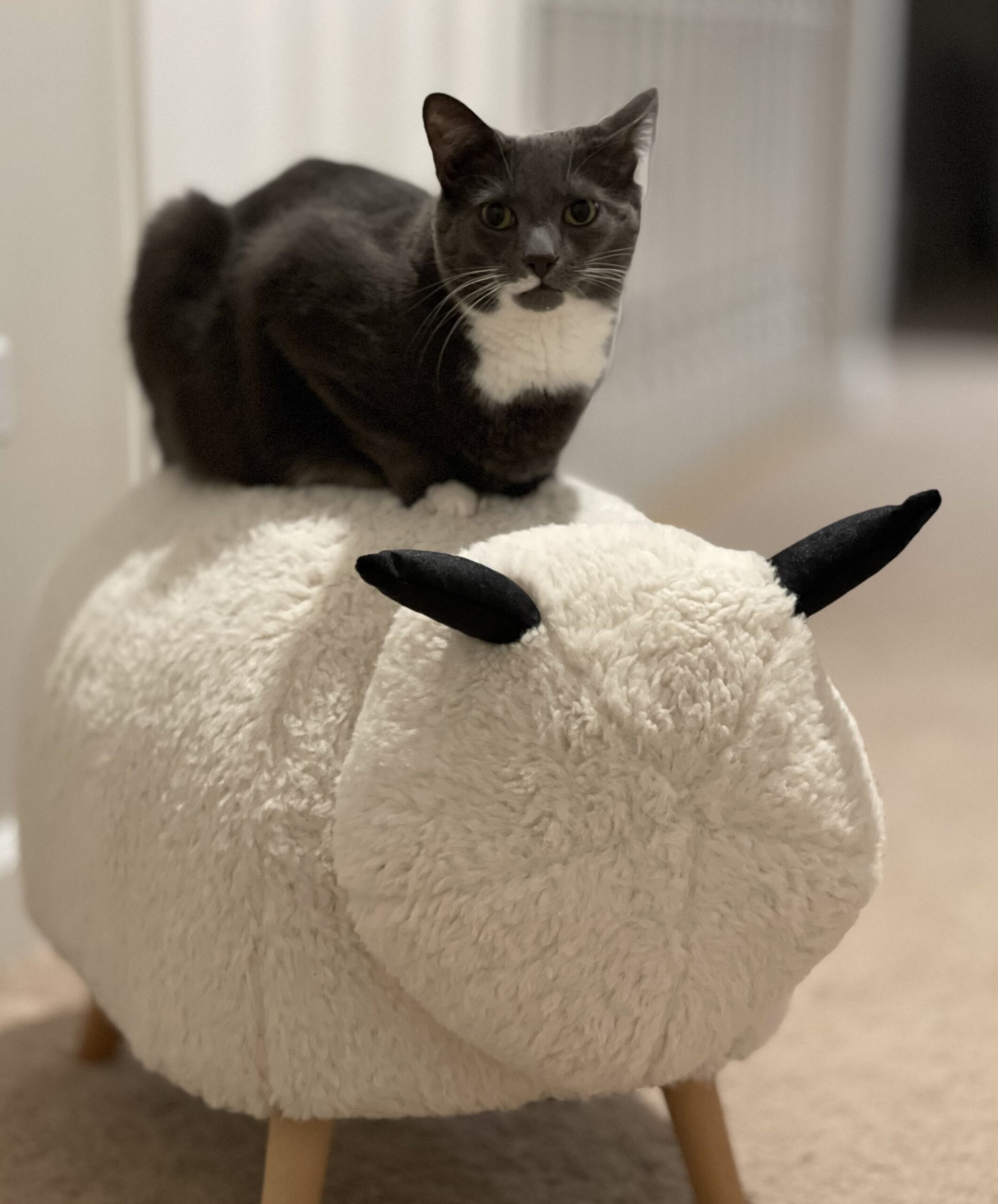 fluffy footstool nyt crossword