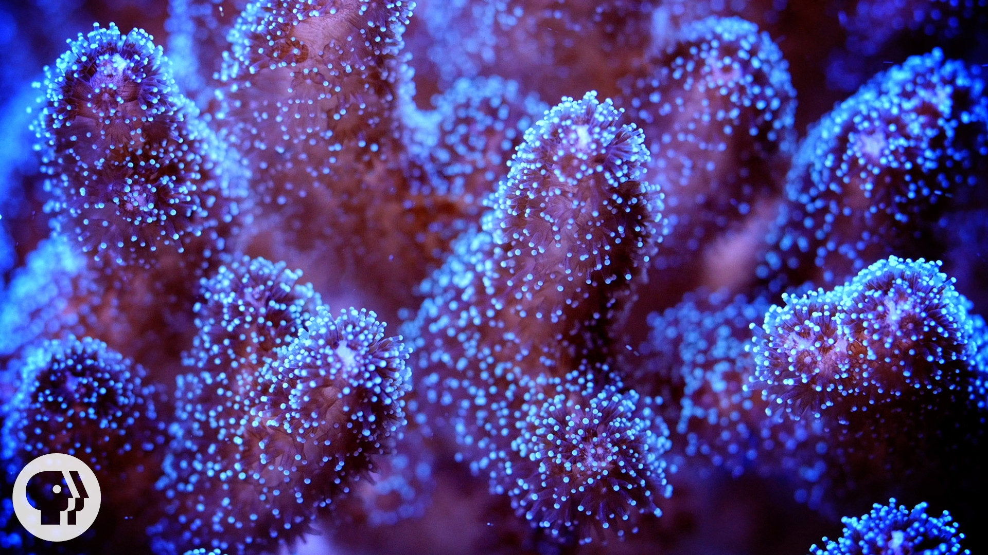 coral growth crossword clue