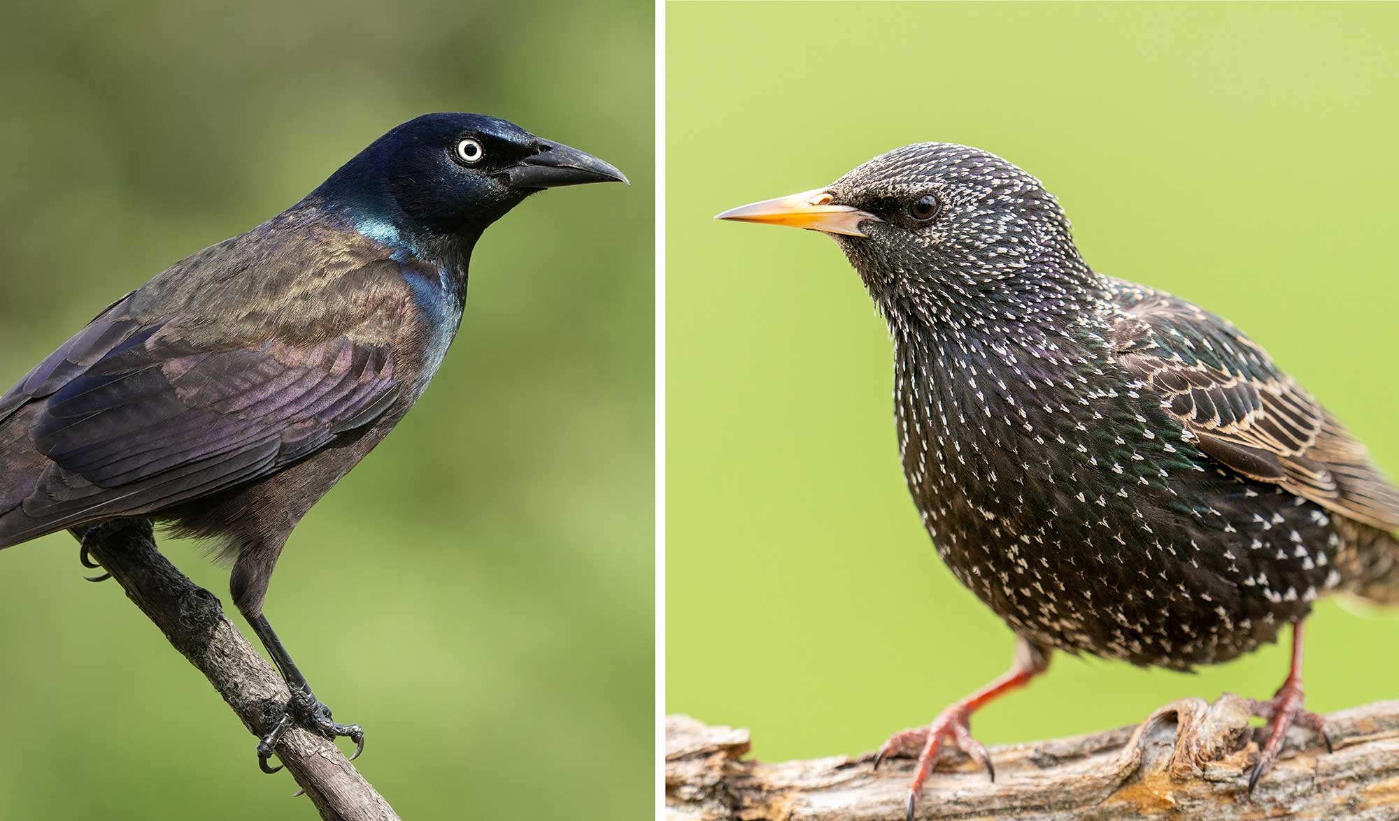 What s The Difference Grackle Vs Starling Forest Preserve District Of Will County