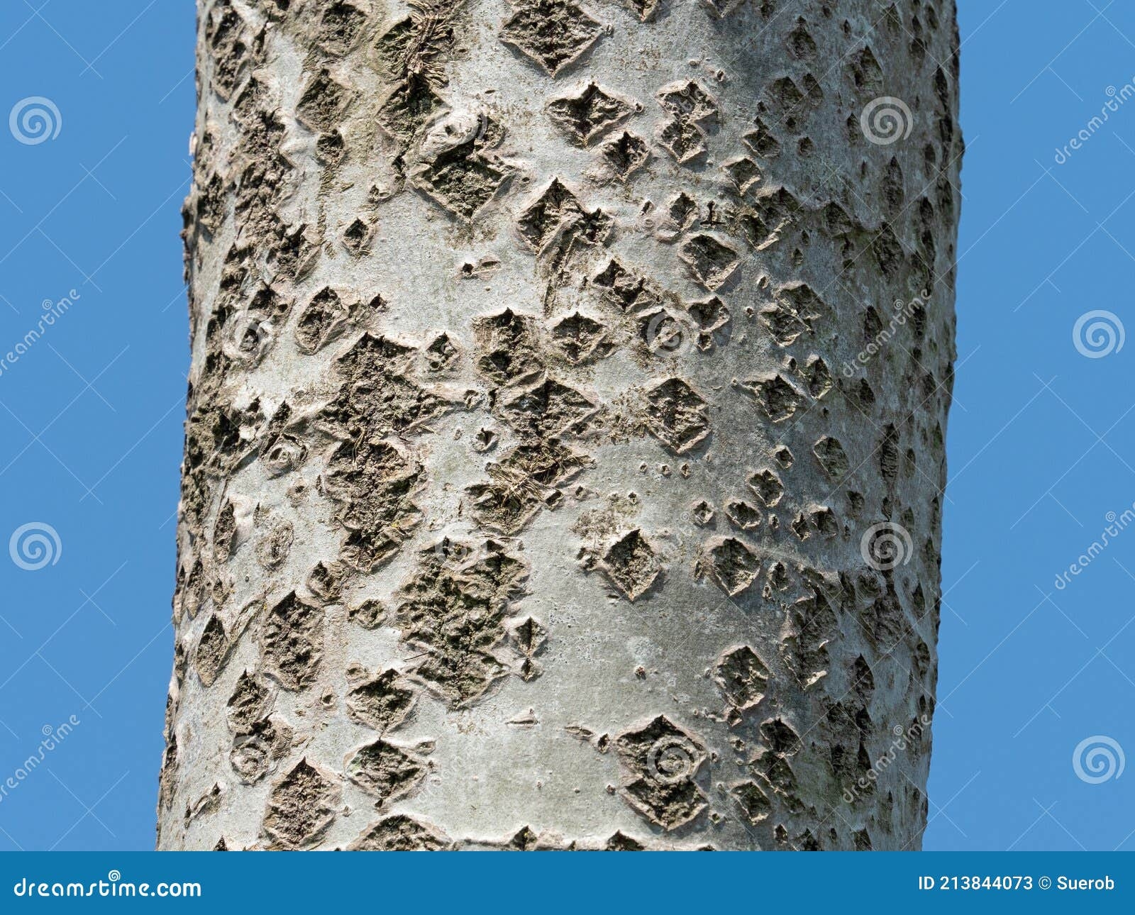 White Poplar Bark With Lenticels Stock Image Image Of Alba Bark 213844073