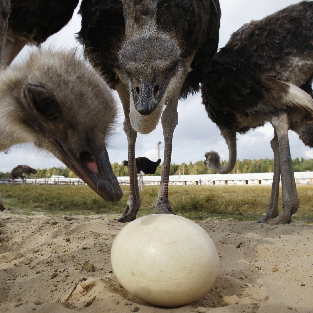Why Are Bird Eggs Egg Shaped The Atlantic