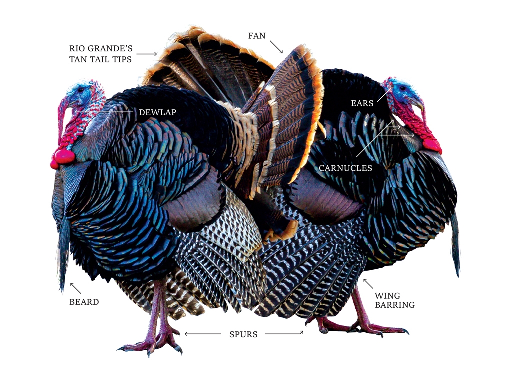 Wild Turkeys Vs Thanksgiving Cousins DailyTrib