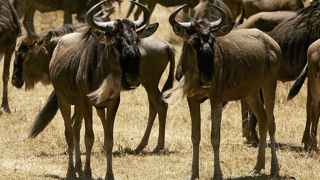 wildebeest crossword puzzle clue wildebeest crossword puzzle clue