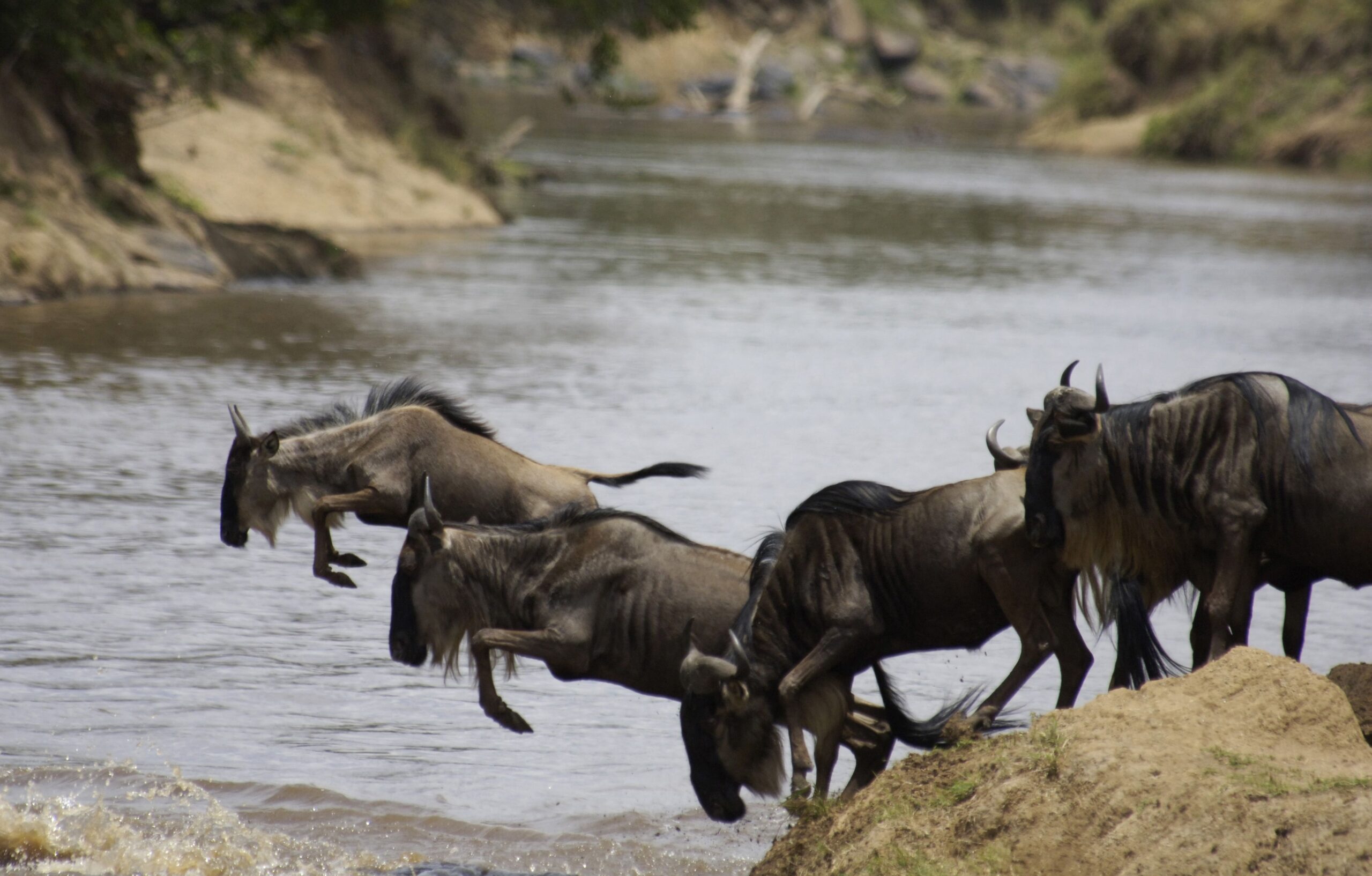 Wildebeest Crossword Wildebeest Crossword