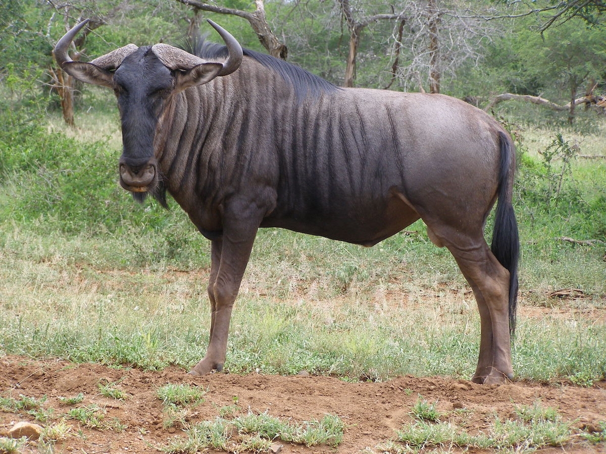 Wildebeest Native To Africa Daily Themed Crossword