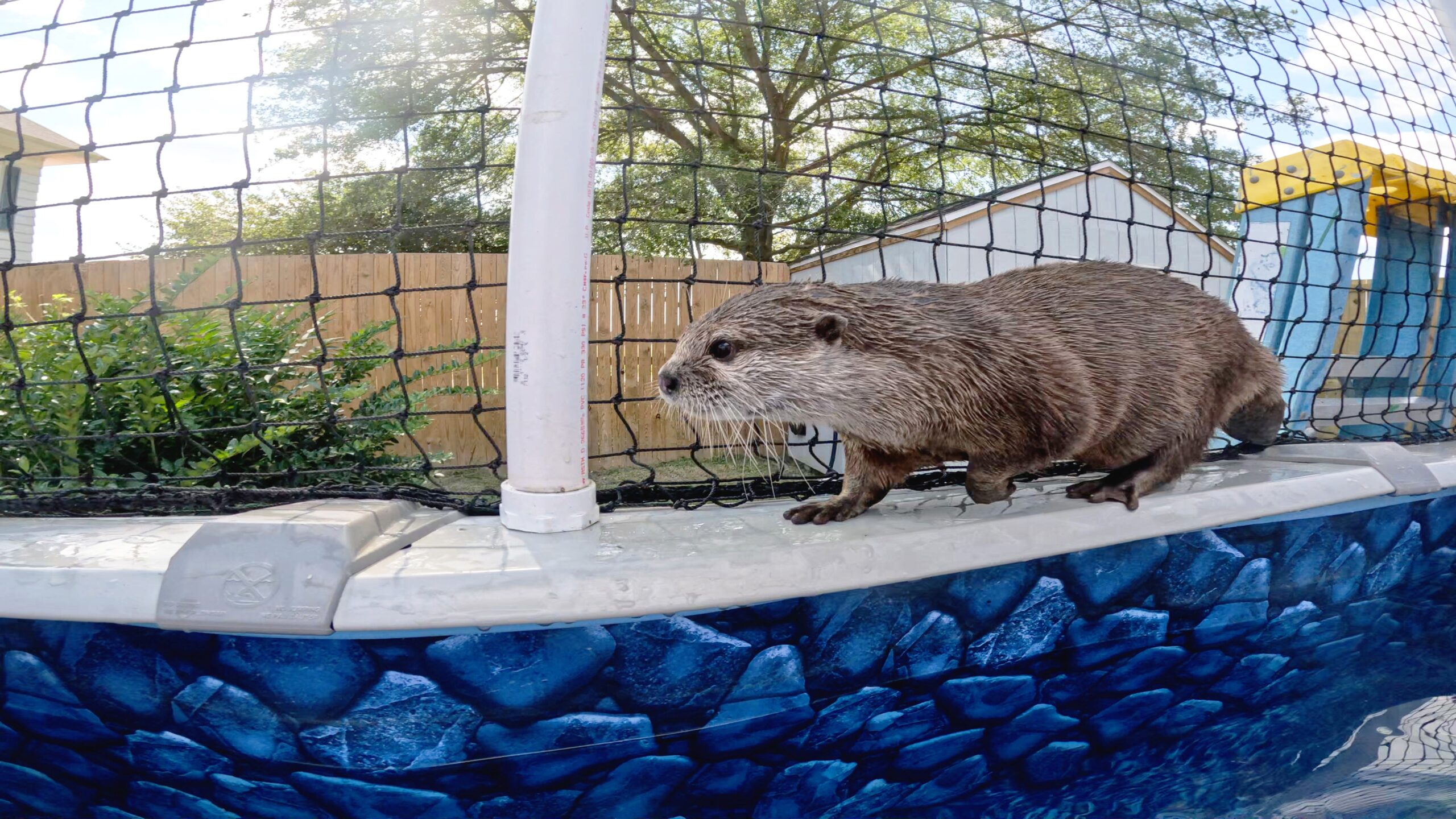 Yes You Can Swim With Otters And It s Just As Adorable As It Sounds